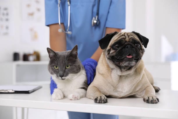 Veterinarian caring for dog and cat together