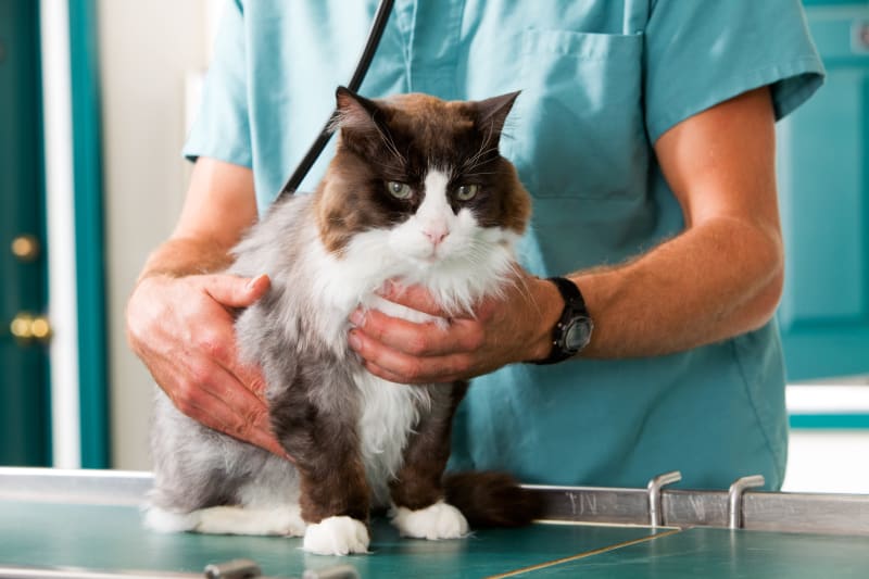 Cat receiving veterinary checkup examination