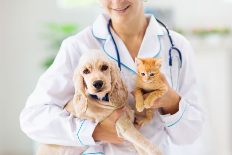 Veterinarian performing routine pet examination