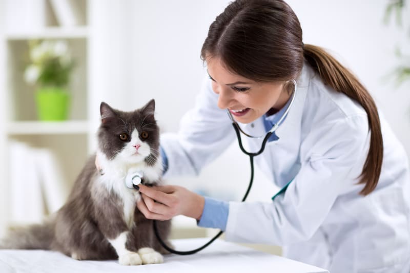 Veterinarian examining cat with stethoscope