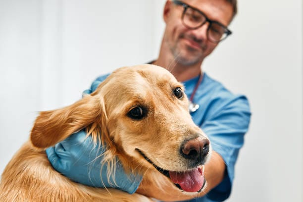 Veterinarian caring for golden retriever dog