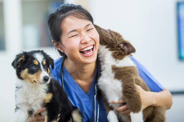 Happy veterinary technician holding adorable puppies